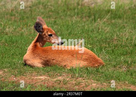 Cerf de marais (Blastocerus dichotomus) adulte, femme au repos, avec tyran de bovins (Machetornis rixosa) perché sur le dos, Reserva El Bagial, Formosa Banque D'Images