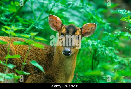 Chinois muntjac chinois (Muntiacus reevesi) gros plan de la tête, femelle dans la végétation Banque D'Images