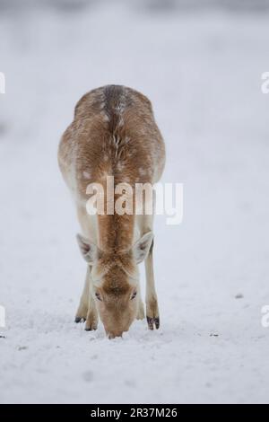 Le cerf de Virginie (Dama dama) mûre doe, se nourrissant sur des prairies enneigées, en utilisant le pied avant pour creuser dans la neige pour révéler l'herbe, Suffolk, Angleterre, United Banque D'Images