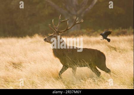 Cerf de Virginie (Cervus elaphus) laque suivie de la calaque occidentale (Corvus monedula) en vol, Richmond Park, Londres, Angleterre, automne Banque D'Images