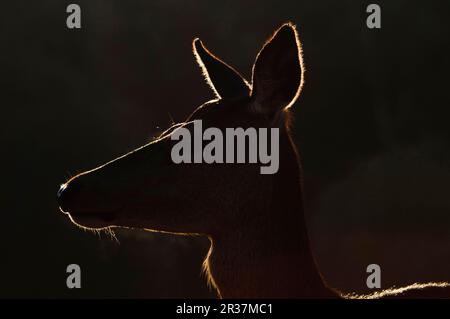 Cerf rouge (Cervus elaphus) arrière, gros plan de la tête, éclairé de derrière, Richmond Park, Londres, Angleterre, Royaume-Uni Banque D'Images