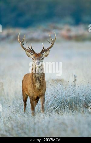 Cerf rouge (Cervus elaphus), cerf, debout au milieu de la végétation couverte de givre dans la matinée, Surrey, Angleterre, Royaume-Uni Banque D'Images