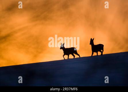 Roe Deer (Capreolus capreolus) buck and doe, silhoueted dans la neige terrain couvert au coucher du soleil, Oxfordshire, Angleterre, Royaume-Uni Banque D'Images