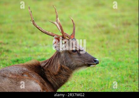 Sambar (Cervus unicolor) adulte mâle, gros plan de la tête, Khao Yai N. P. Thaïlande Banque D'Images