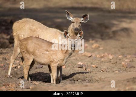 Cerfs de Sambar (rusa unicolor) adultes, femmes et jeunes, buvant au trou dans un trou d'eau sec, Ranthambore N. P. Rajasthan, Inde Banque D'Images