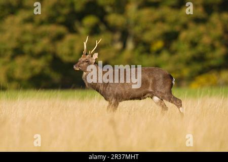 Cerf de Sika, cerfs de sika (Cervus nippon), cerfs, ongulés, mammifères, animaux, Sika Deer Stag, debout dans pâturage, Knole Park, Kent, Angleterre, automne Banque D'Images