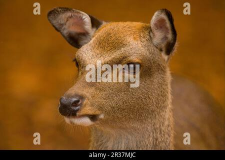 Sika Deer (Cervus nippon) femelle immature, gros plan de la tête, en bois de hêtre, Angleterre, Royaume-Uni Banque D'Images