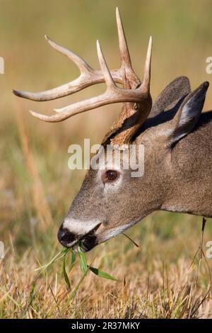 Mâle de cerf de Virginie (Odocoileus virginianus), alimentation, gros plan de la tête (U.) S. A. Banque D'Images