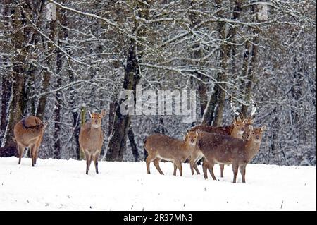 Cerf de Sika (Cervus nippon) adulte mâle avec femelle, debout dans la neige au bord de la forêt, neigant Banque D'Images