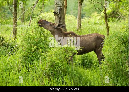 Wapiti eurasien (Alces alces alces) femelle adulte, se nourrit de feuilles, se dresse dans la forêt, projet de réintroduction, pays-Bas Banque D'Images