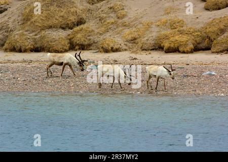 Renne (Rangifer tarandus), renne, caribou, caribou, cerf, Ongulés, mammifères, animaux, renne trois adultes, marche sur la plage, Hamningberg Banque D'Images