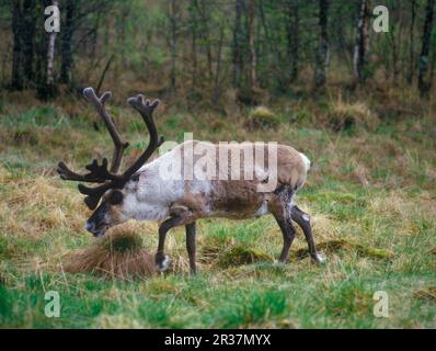 Renne (Rangifer tarandus), renne, caribou, caribou, cerf, Ongulés, mammifères, animaux, marche de rennes (S) Banque D'Images