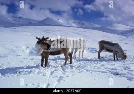 Renne (Rangifer tarandus), renne, caribou, caribou, cerf, Ongulés, mammifères, animaux, herbe de renne, hiver, Cairngorms Banque D'Images