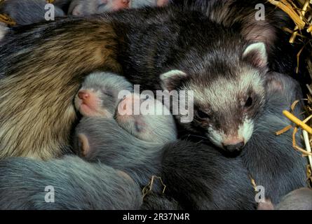 Polecat (putorius) forma furo, Mustela putorius furo, furet (Mustela putorius furo), Martenidae, prédateurs, mammifères, animaux, Polecat Ferret femelle Banque D'Images