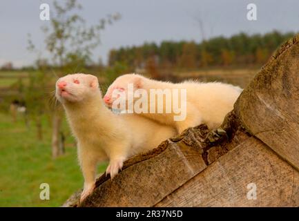 Polecat européen (Mustela putorius) forma furo, furets (Mustela putorius furo), semblable à une martre, prédateurs, mammifères, animaux, Ferret domestique (Mustela Banque D'Images