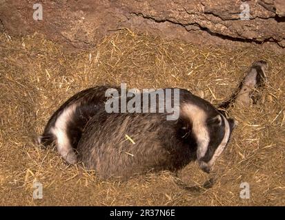 Badger eurasien (Meles meles) trois adultes, dormant dans un séret artificiel, Angleterre, Royaume-Uni Banque D'Images