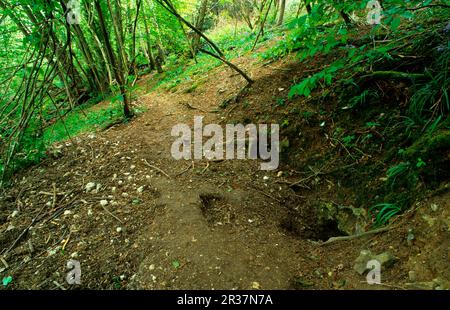 Badger, blaireaux européens (Meles meles), espèces de Marten, prédateurs, mammifères, animaux, Le blaireau eurasien s'est installé dans les bois, Kent, Angleterre, Royaume-Uni Banque D'Images