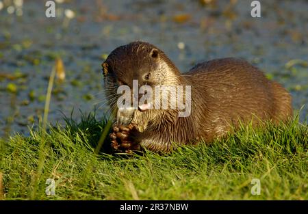 Loutre européen (Lutra lutra), loutre européen, espèce de Marten, prédateurs, mammifères, Animaux, loutre européenne adulte mangeant du poisson, Grande-Bretagne Banque D'Images