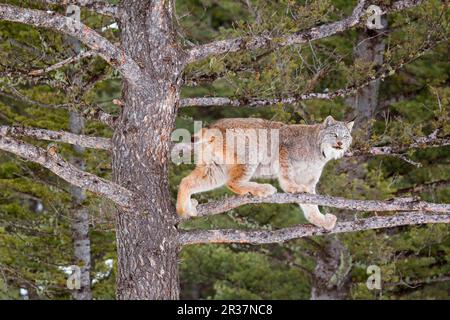 Lynx canadien (Lynx canadensis) adulte, debout sur des branches de conifères, Montana, É.-U. A. janvier (captif) Banque D'Images