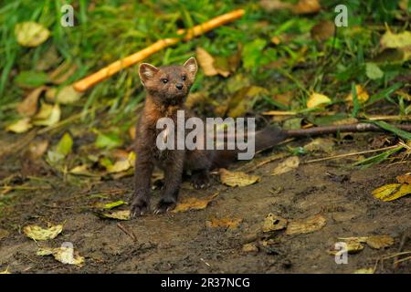 Marten américain (Martes americana) adulte, debout sur la boue dans la forêt tropicale côtière tempérée, Great Bear Rainforest, Gribbell Island, Colombie-Britannique Banque D'Images