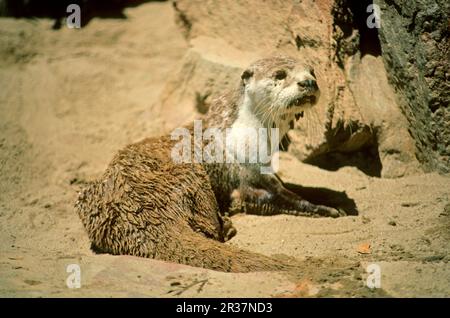 Loutre sans mâchoire africaine (Aonyx capensis), martre, prédateurs, mammifères, animaux, Ferme aux crocodiles du Cap Clawless Otter, route Oudsthoorn (côte sud) Banque D'Images