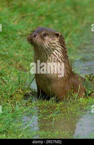 Loutre européen (Lutra lutra), loutre européen, espèce de Marten, prédateurs, mammifères, Animaux, loutre eurasien tête et épaules hors de l'eau, captifs (S) Banque D'Images