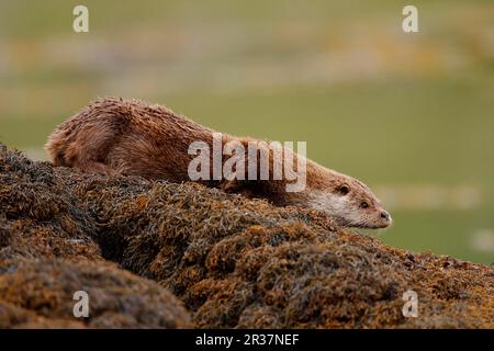 European Otter (Lutra lutra) adulte, reposant sur l'algue, île de Mull, Hébrides intérieures, Écosse, Royaume-Uni Banque D'Images