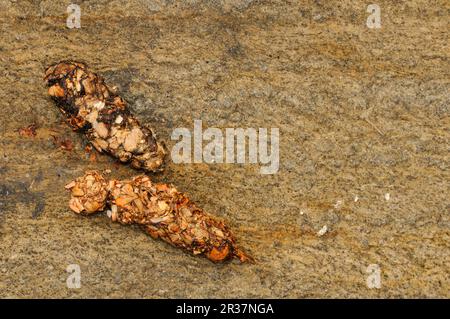 Loutre européenne (Lutra lutra), loutre européenne, martre, prédateurs, mammifères, Animaux, encrosse de loutres européens, fientes sur la roche, Espagne Banque D'Images