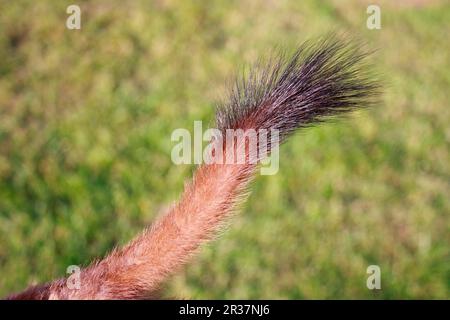 Ermine (Mustela erminea), stoats, grosse belette, martre, prédateurs, mammifères, animaux, adulte stoat, gros plan de la queue, pointe noire caractéristique Banque D'Images