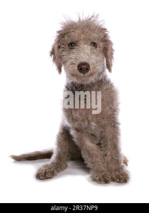 Chien domestique, Terrier de Bedlington, chiot, assis Banque D'Images