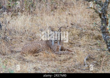 Lynx ibérique (Lynx pardinus), Pardel Lynx, ce qui signifie leopard-tacheté et en effet cet animal a été fortement marqué avec sur tout le corps. C'est un de Banque D'Images