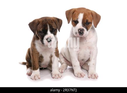 Chien domestique, Bulldog victorien, deux chiots, assis Banque D'Images