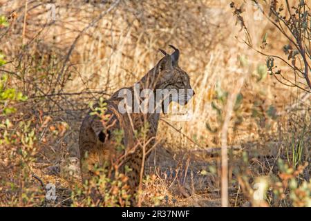 Lynx ibérique (Lynx pardinus), Pardel Lynx, ce qui signifie leopard-tacheté et en effet cet animal a été fortement marqué avec sur tout le corps Banque D'Images