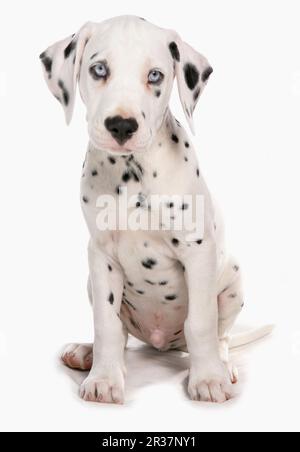 Chien domestique, dalmatien, homme, chiot, assis Banque D'Images