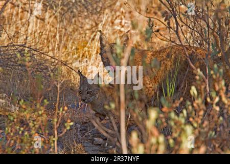 Lynx ibérique (Lynx pardinus), Pardel Lynx, ce qui signifie leopard-tacheté et en effet cet animal a été fortement marqué avec sur tout le corps. Cette femme Banque D'Images