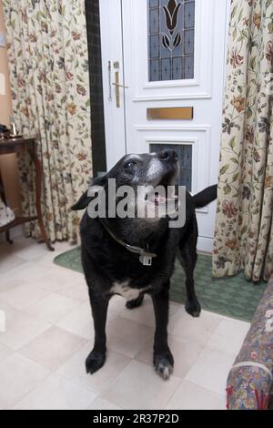 Chien domestique, labrador cross mongrel, adulte âgé, aboyant, debout dans la maison à côté de la porte, Angleterre, Royaume-Uni Banque D'Images