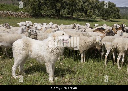 Chien domestique, chien de garde d'animaux, troupeau de moutons et de chèvres, Sierra de Segura Mountains, Castilla la Mancha, Espagne Banque D'Images