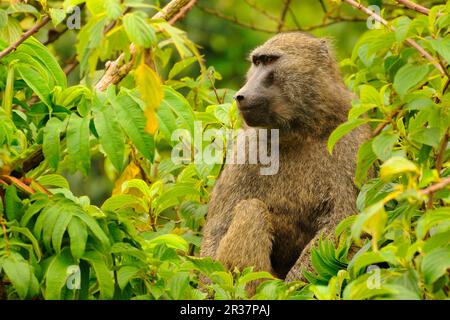 Babouin d'olivier (Papio anubis), adulte, assis dans un arbre, région de Kahuzi-Biega N.-P. Kivu, République démocratique du Congo Banque D'Images