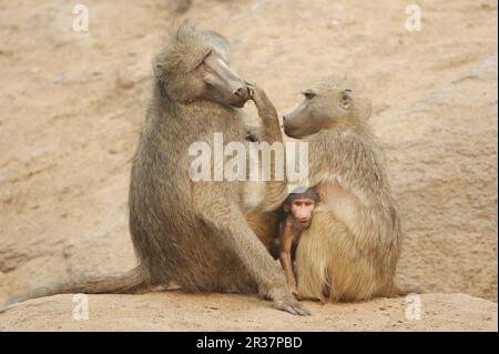 Chacma Baboon (Papio cynocephalus ursinus) adulte mâle, étant soigné par une femme avec bébé, Kruger N. P. Mpumalanga, Afrique du Sud Banque D'Images