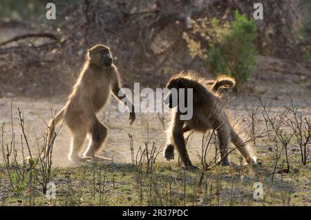 Babouin jaune (Papio cynocephalus) deux jeunes, lutte, île de Chief, delta d'Okavango, Botswana Banque D'Images