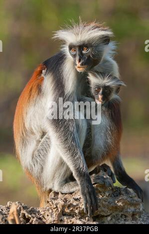 Zanzibar Red zanzibar Red Colobus rouge (Procolobus kirkii), femme adulte avec jeunes, Zanzibar, Tanzanie Banque D'Images