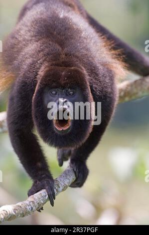 Howlers mangés, Mokeys mangés, Mokeys, Capuchins, primates, Mammifères, animaux, singe Manamy Howler (Alouatta palliata) adulte mâle Banque D'Images