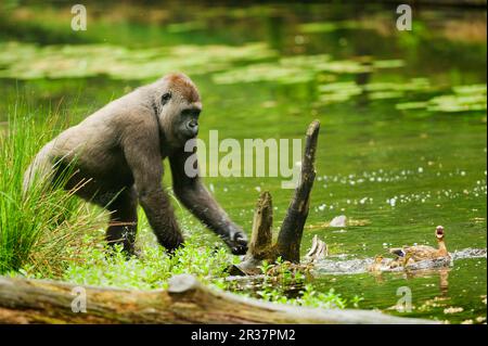 Gorille des basses terres de l'Ouest (Gorilla gorilla gorilla), mâle adulte, jouant, pourchassant des canards et des canetons sur l'eau, en captivité Banque D'Images