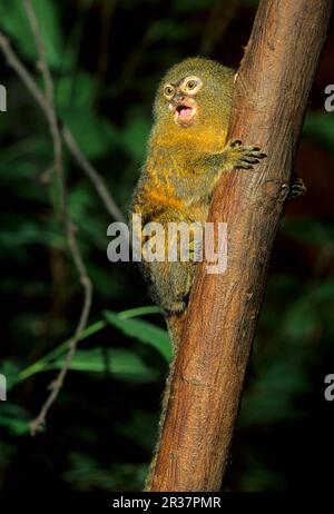 Marmoset pygmée (Cebuella pygmaea), marmoset pygmée, singes, marmosets, primates, Mammifères, animaux, Marmoset pygmy Western Amazone Basin Banque D'Images