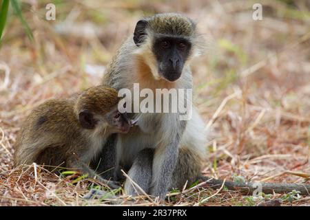 Singe vervet occidental, singes vervet occidentaux, singes, mammifères, animaux, Singe Callithrix (Cercopithecus sabaeus) adulte femelle avec jeune, suçant Banque D'Images