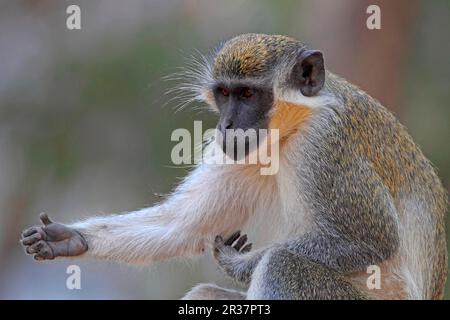 Singe Callithrix (Cercopithecus sabaeus) adulte, bras de préhension, Division occidentale, Gambie Banque D'Images