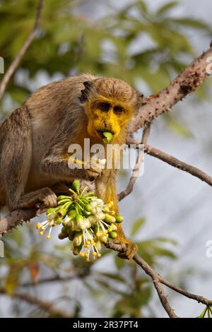 Callithix Monkey (Cercopithecus sabaeus) adulte, avec pollen sur le visage, se nourrissant de fleurs d'arbre de ceiba, Niokolo-Koba, Sénégal Banque D'Images