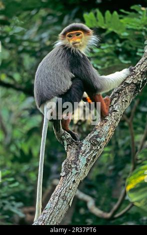 Gouc Langur (Pygathrix nemaeus nemaeus) dans un arbre, captif, gouc Langur (Pygathrix nemaeus nemaeus) Monkeys, mammifères, animaux Banque D'Images