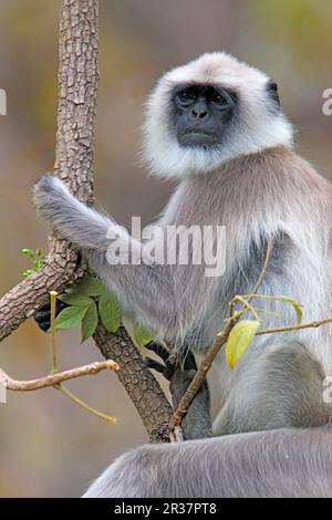 Common Langur (Semnopithecus entellus) adulte, homme, assis à l'embranchement, Mudumulai, Karnataka, Inde Banque D'Images