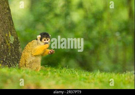 Singe écureuil à tête noire, singe écureuil à tête noire, singe écureuil bolivien, singe écureuil bolivien, bolivien Banque D'Images